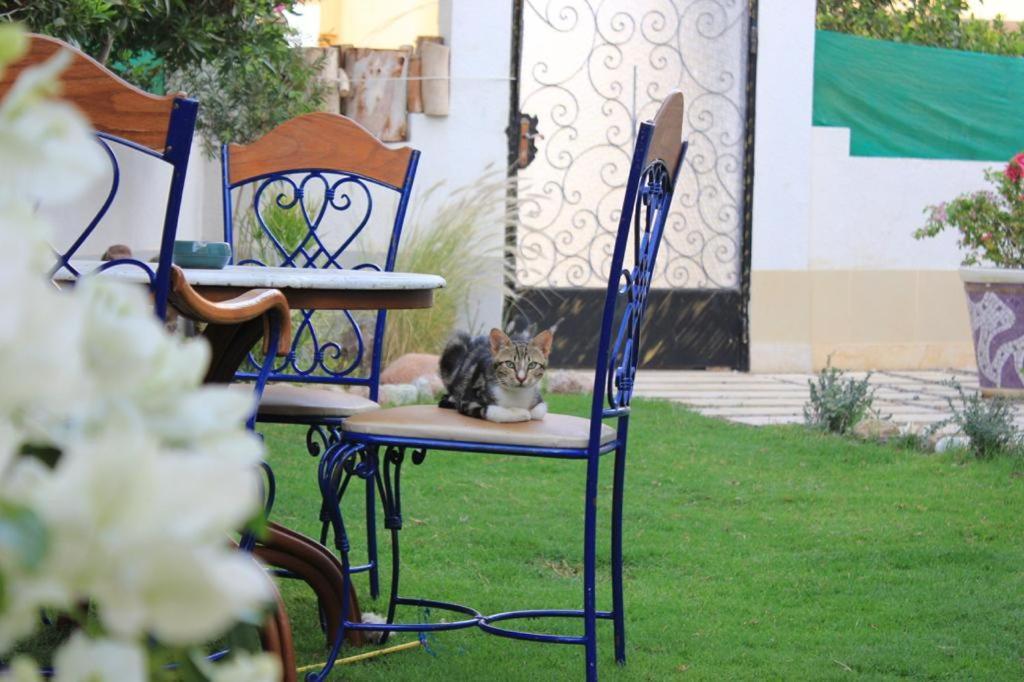 Villa D60 Σαρμ Ελ Σέιχ Εξωτερικό φωτογραφία